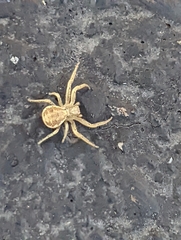 Xysticus