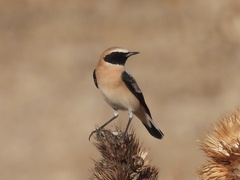 Oenanthe hispanica