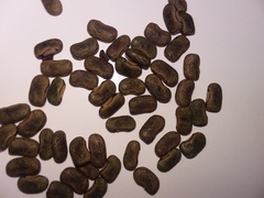 Centrosema arenicola