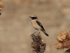 Oenanthe hispanica
