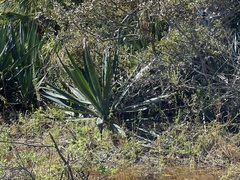 Agave