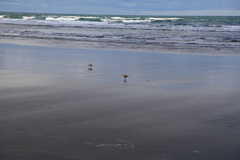 Charadrius obscurus aquilonius