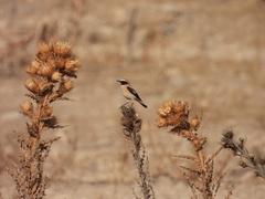 Oenanthe hispanica
