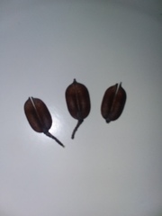 Gelsemium sempervirens