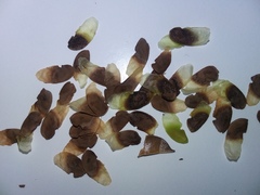 Gelsemium sempervirens