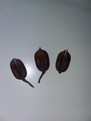 Gelsemium sempervirens