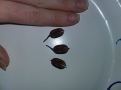 Gelsemium sempervirens