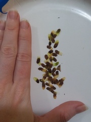 Gelsemium sempervirens