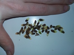 Gelsemium sempervirens