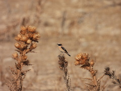 Oenanthe hispanica