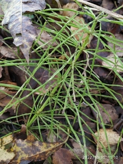 Equisetum