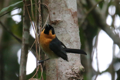 Symposiachrus trivirgatus