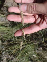 Bouteloua gracilis