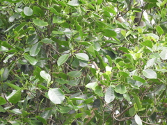 Celtis paniculata