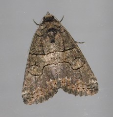 Proconis abrostoloides