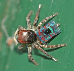 Maratus mungaich