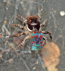Maratus mungaich