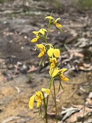Diuris aurea