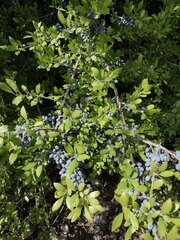 Forestiera pubescens
