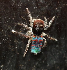 Maratus mungaich