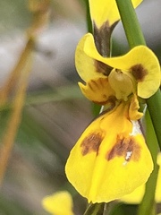 Diuris aurea
