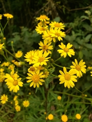 Senecio brasiliensis