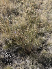 Linum lewisii