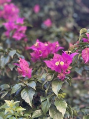 Bougainvillea