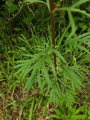 Senecio brasiliensis