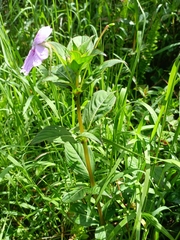 Impatiens platypetala