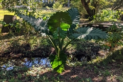 Alocasia macrorrhizos