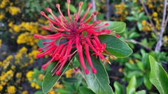 Embothrium coccineum