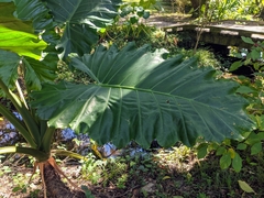 Alocasia macrorrhizos