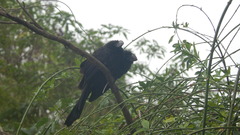 Crotophaga ani