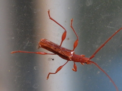 Chenoderus testaceus