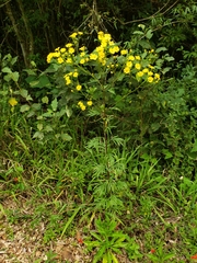 Senecio brasiliensis