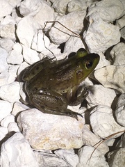 Lithobates grylio