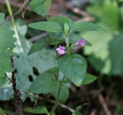 Clinopodium vulgare