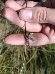 Schoenoplectus pungens