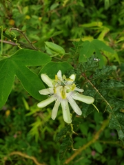 Passiflora tenuifila