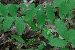 Uvularia grandiflora