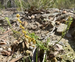 Lomandra obliqua