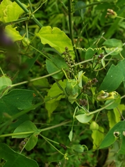 Passiflora tenuifila