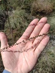Oenothera curtiflora