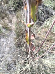 Oenothera curtiflora