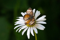 Phyciodes cocyta