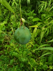 Passiflora tenuifila