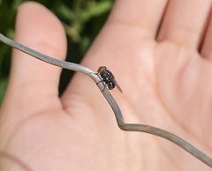 Calyptratae
