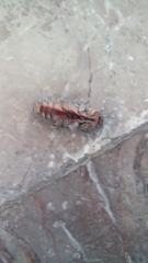 Chrysobothris basalis