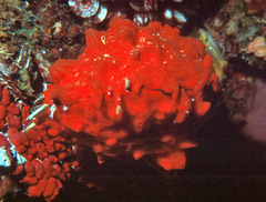 Spondylus